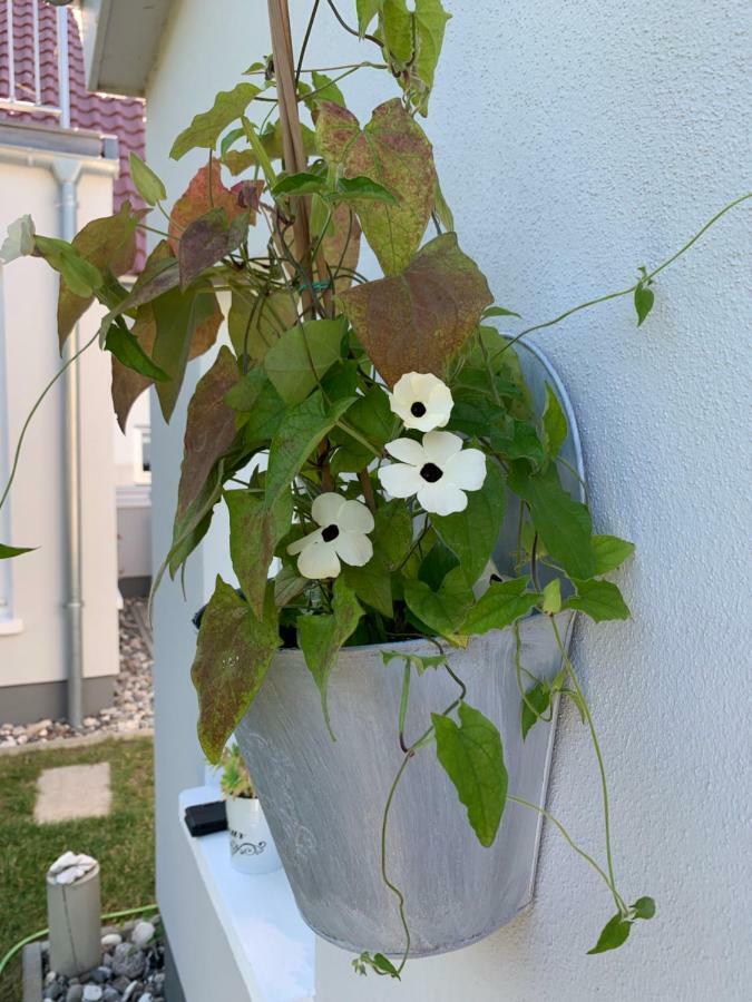 Appartamento Haus Vicus Greifswald Esterno foto